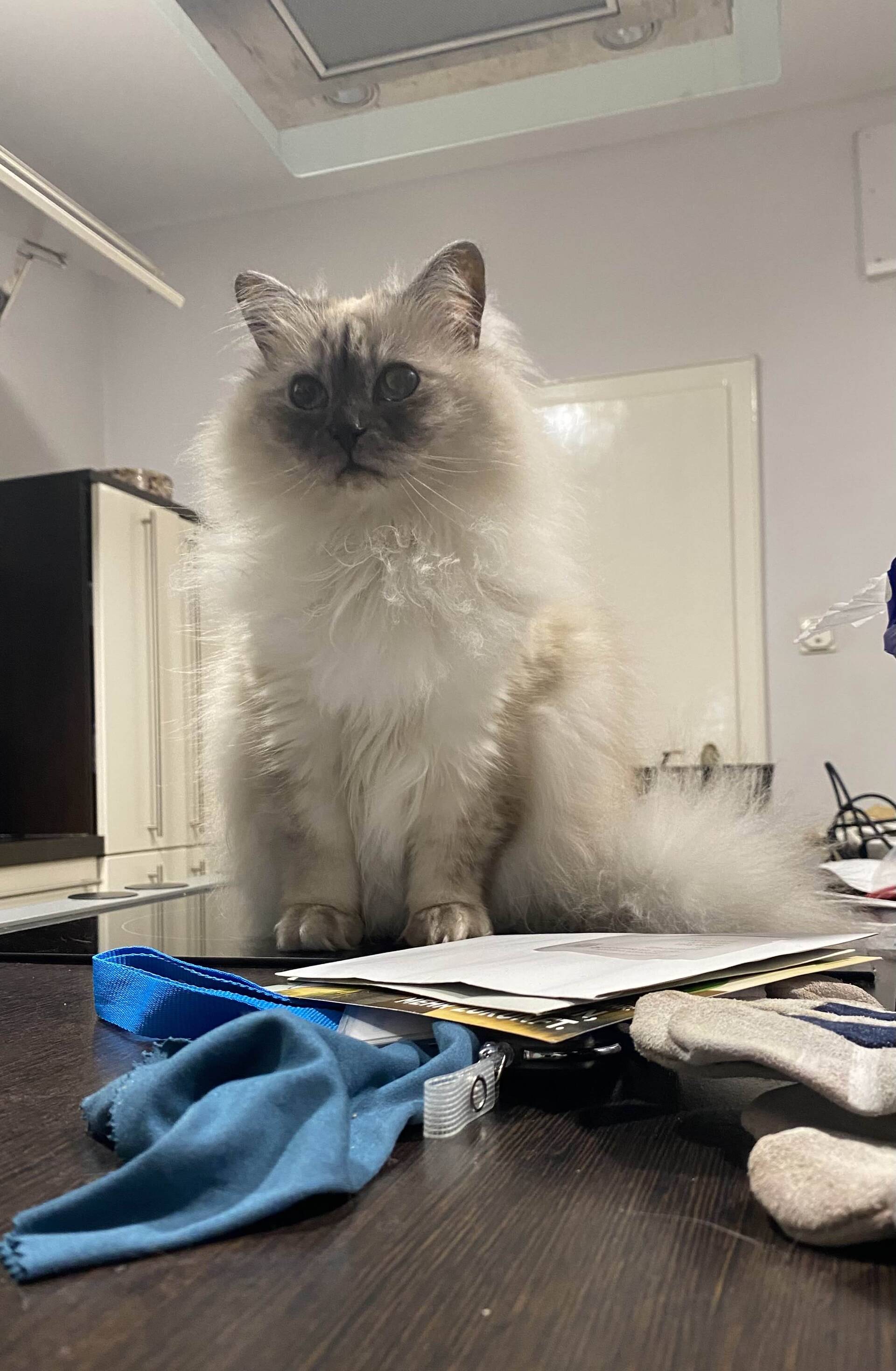 Cat 1