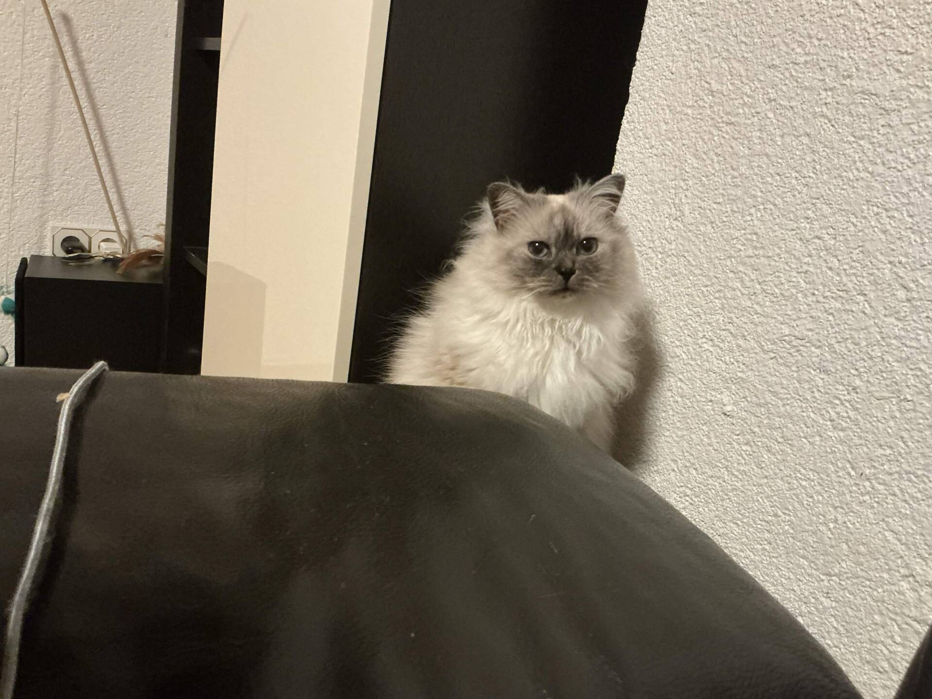 Cat 2