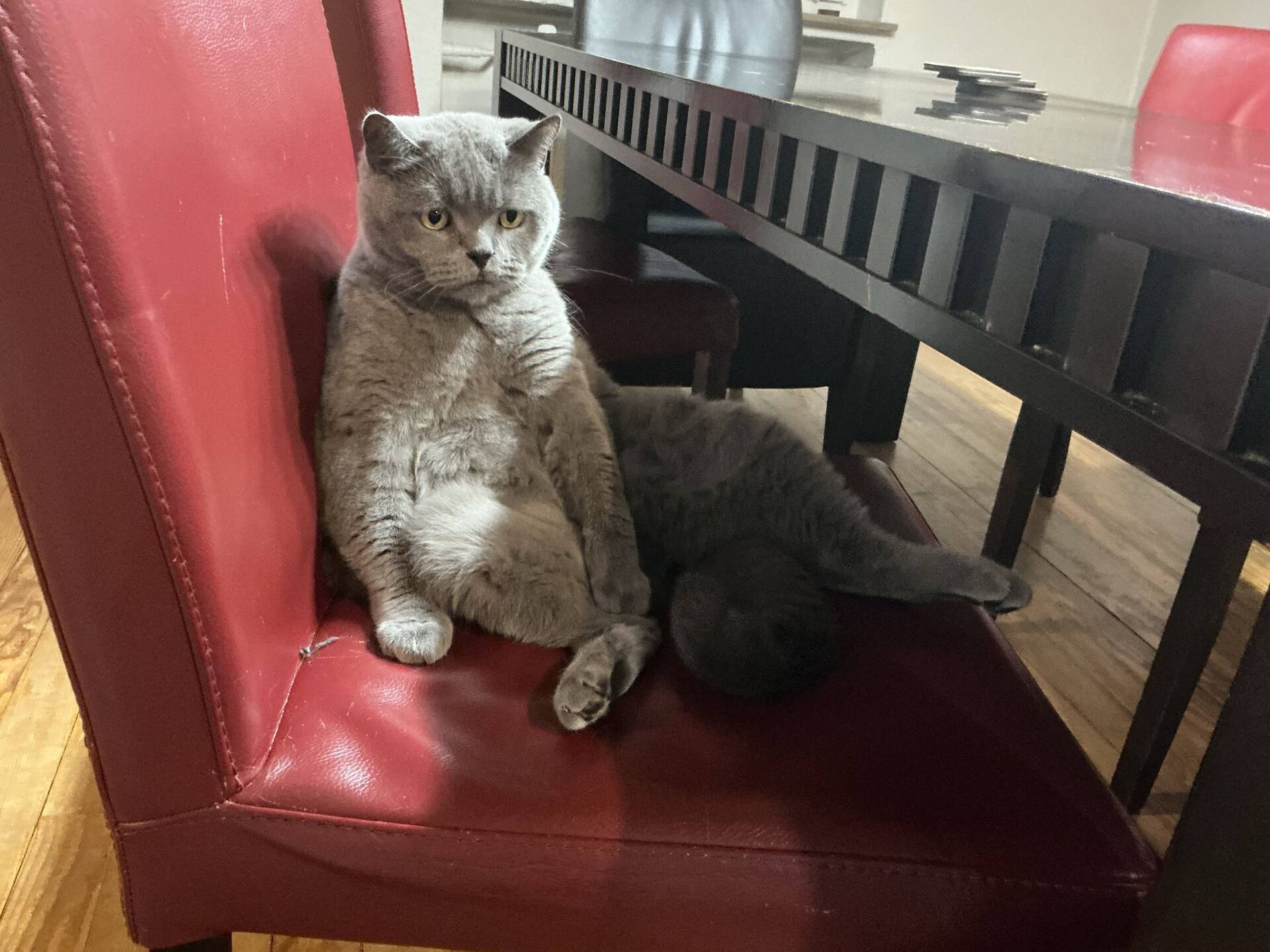Cat 3