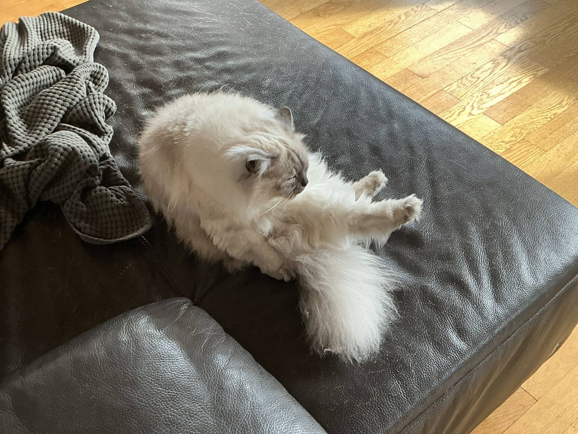 Cat 4