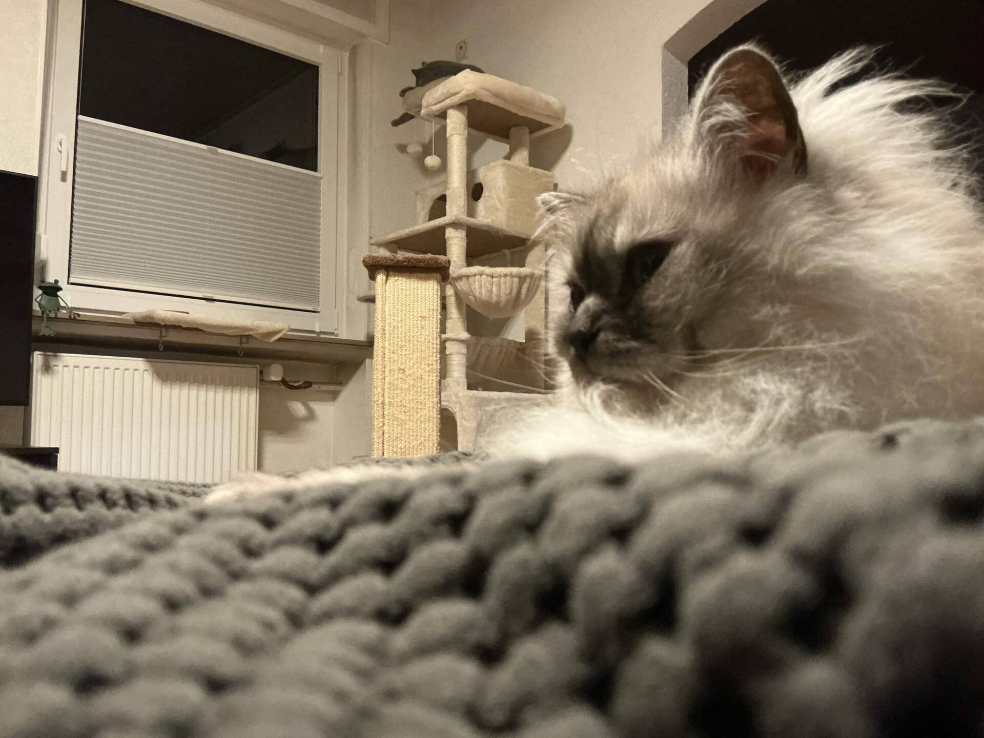 Cat 6