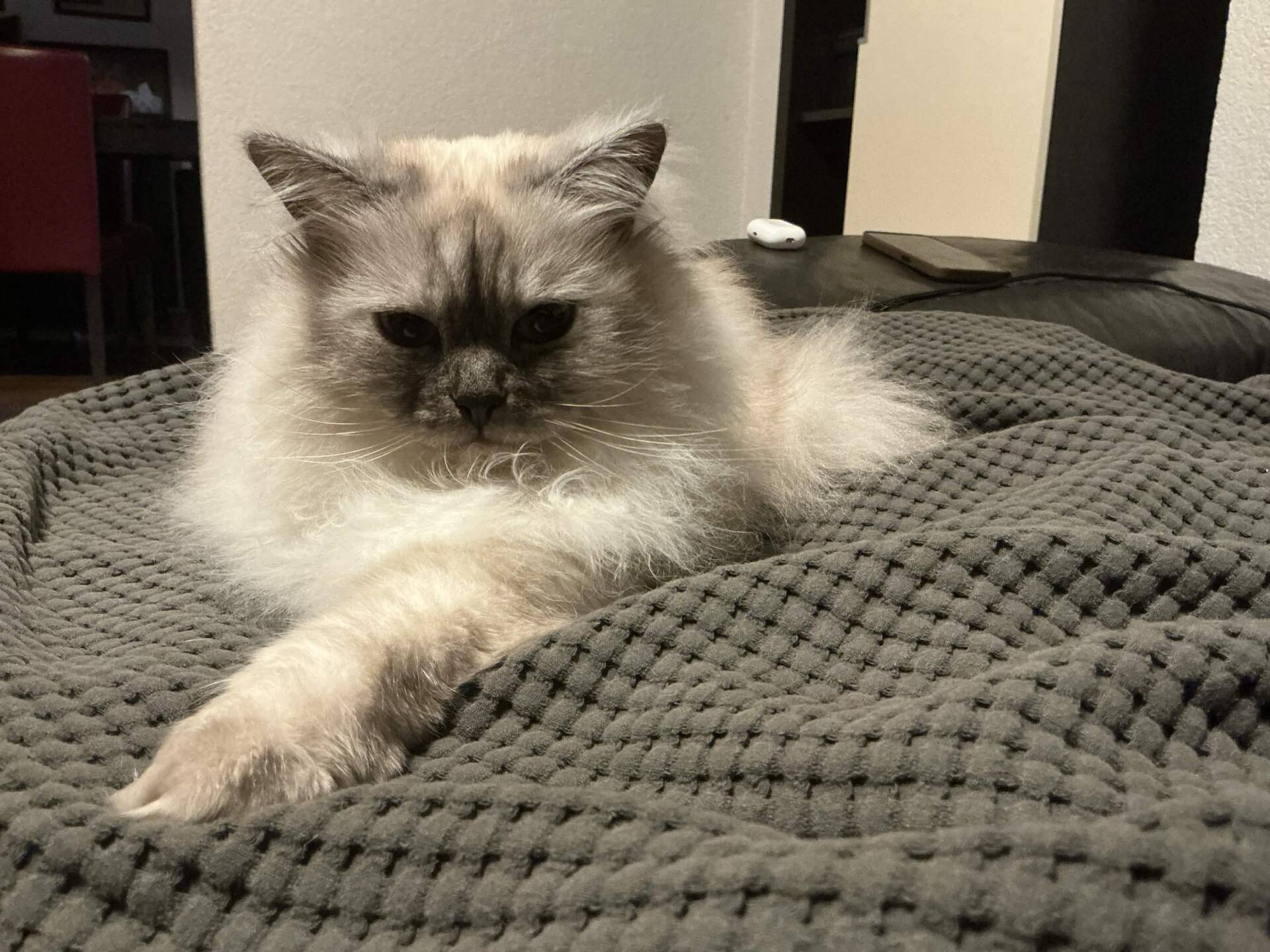 Cat 7