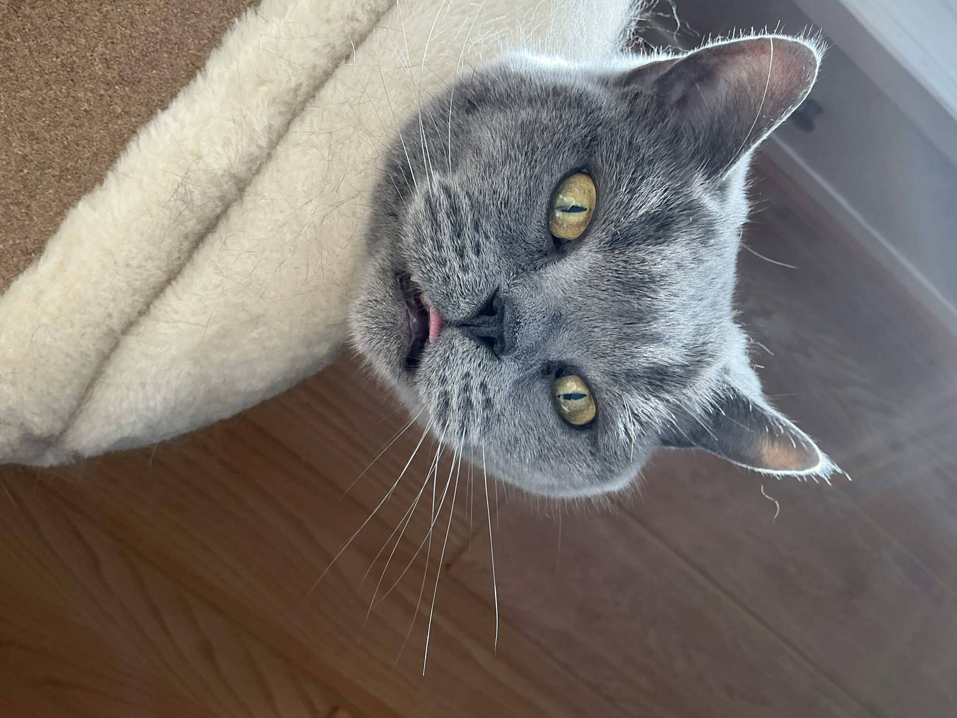 Cat 10