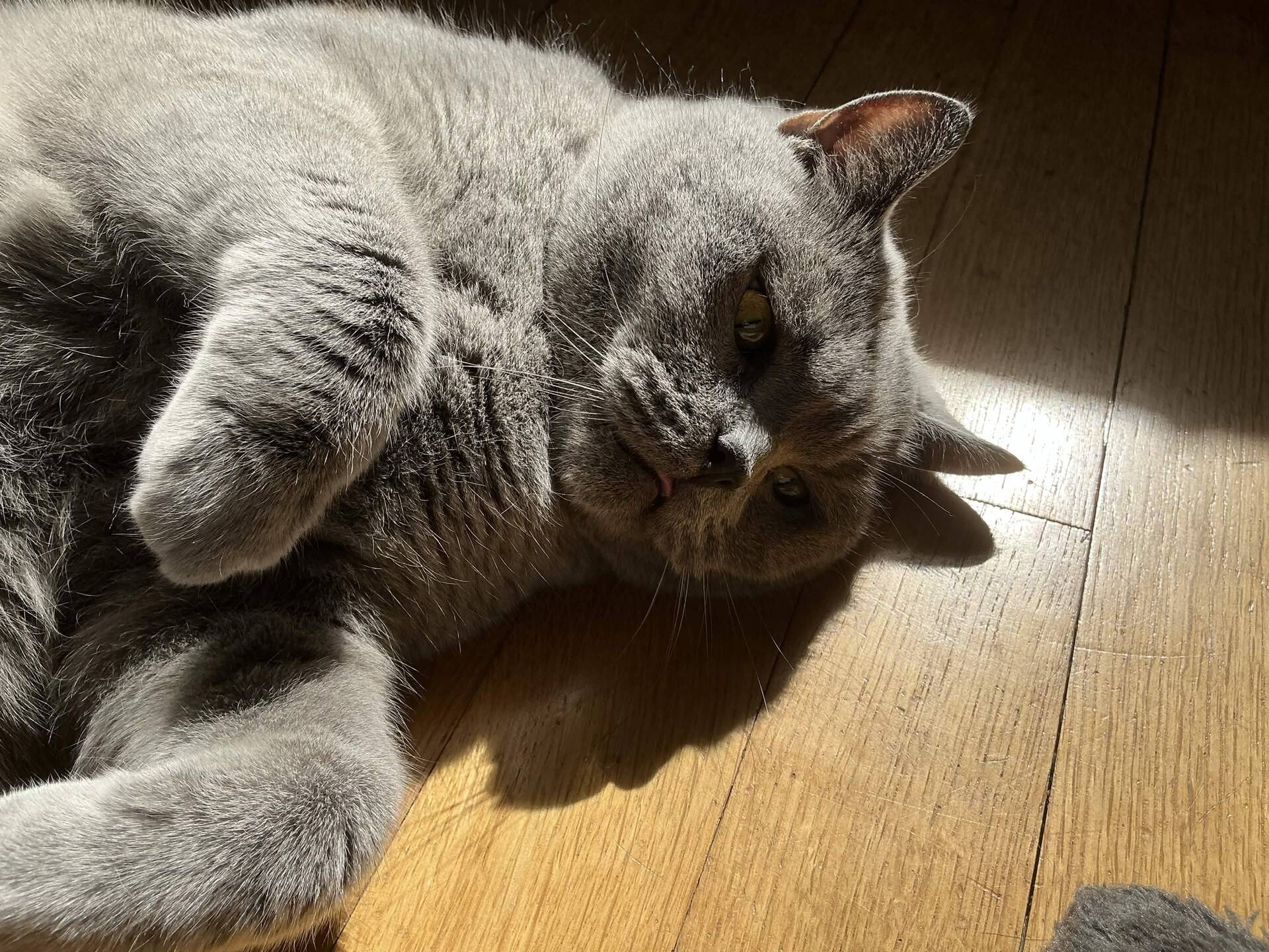 Cat 11