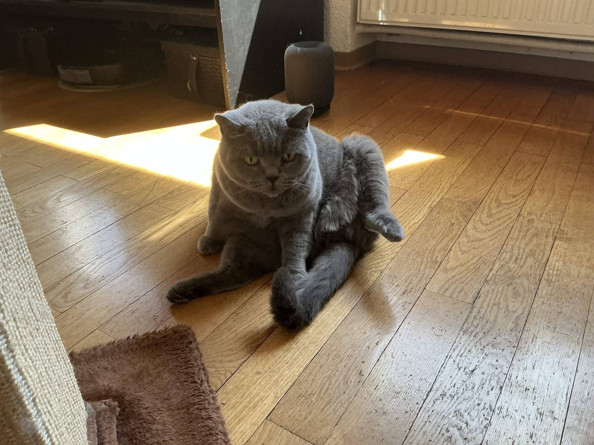 Cat 12