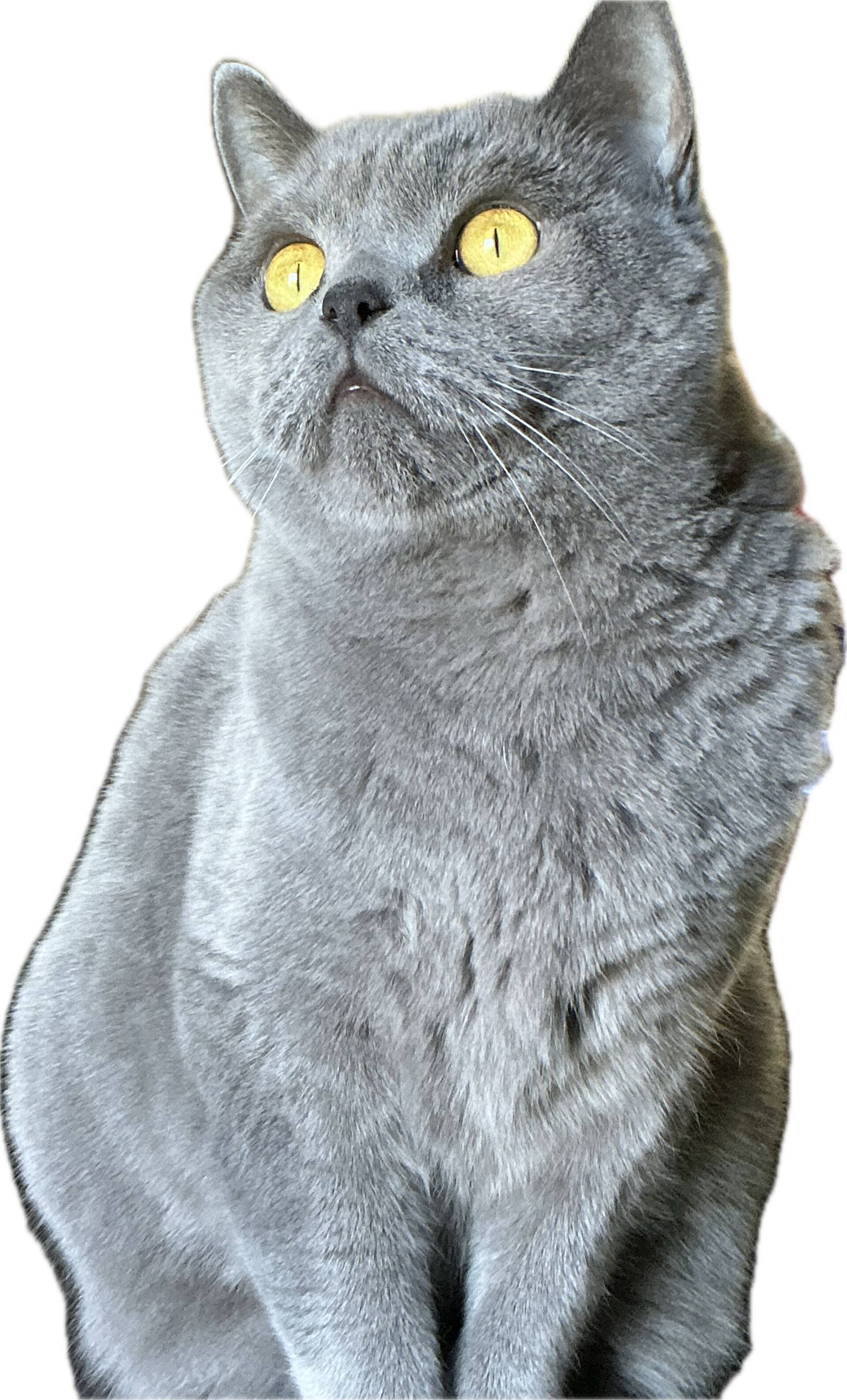 Cat 14