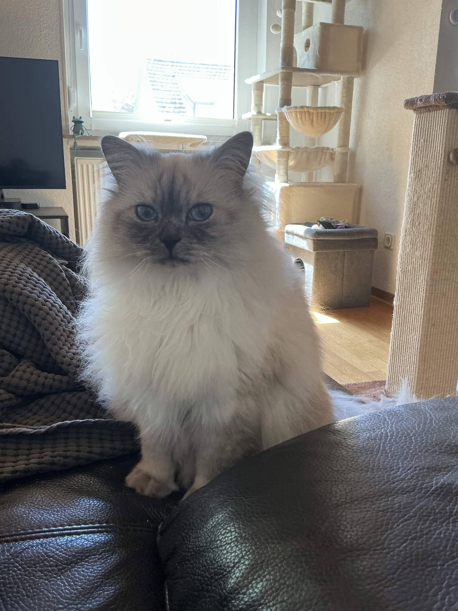 Cat 16