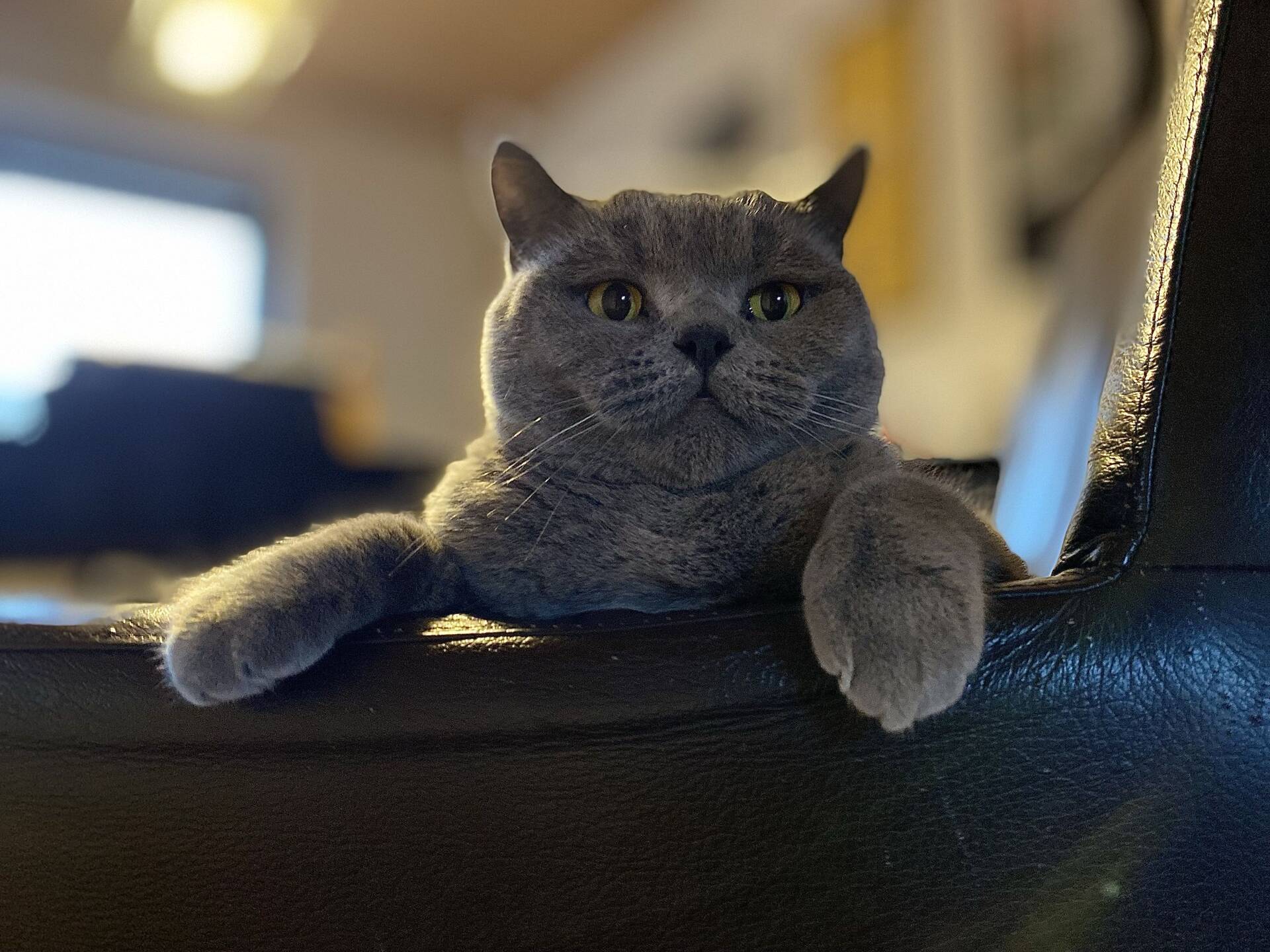Cat 18