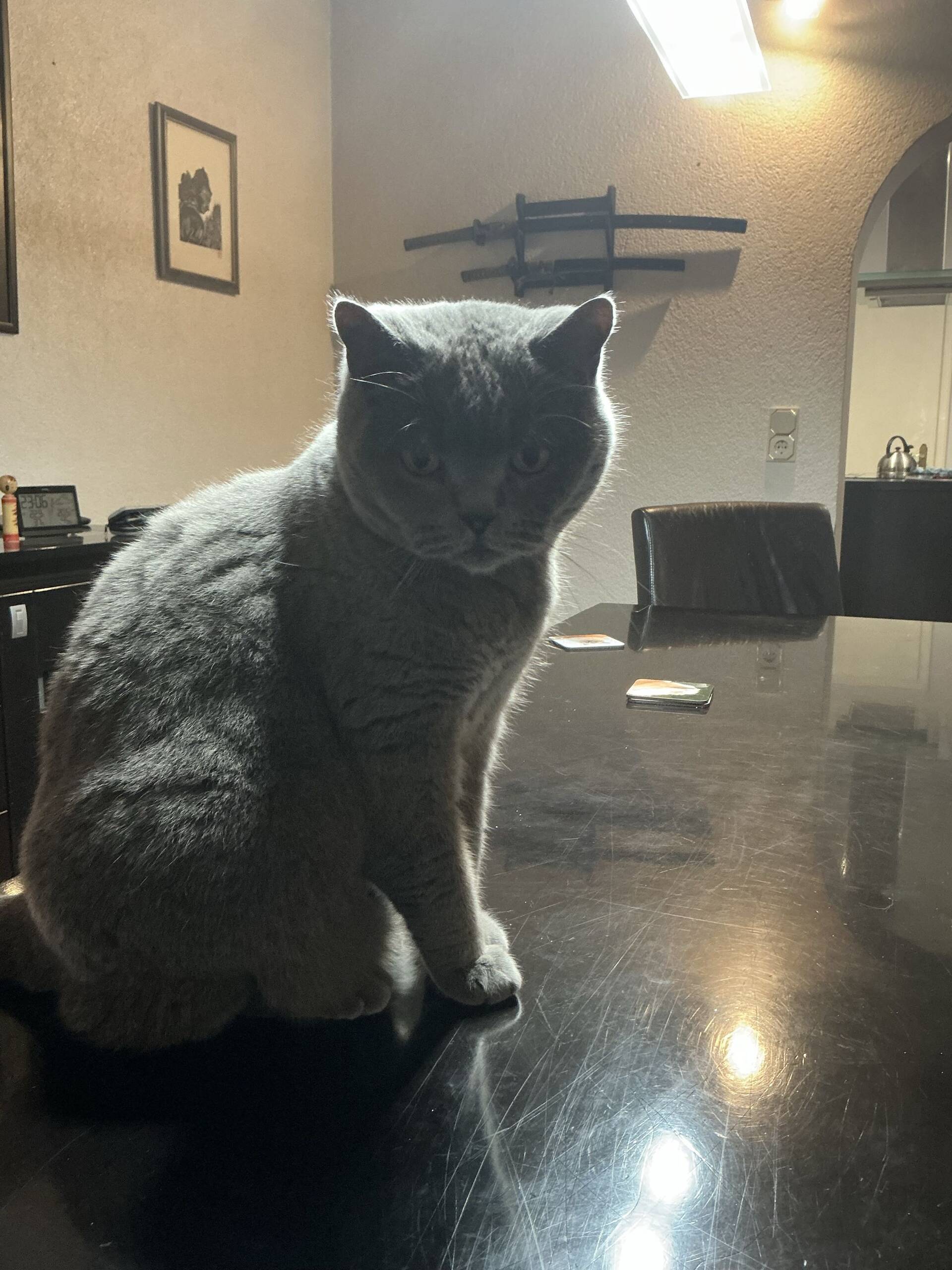 Cat 22