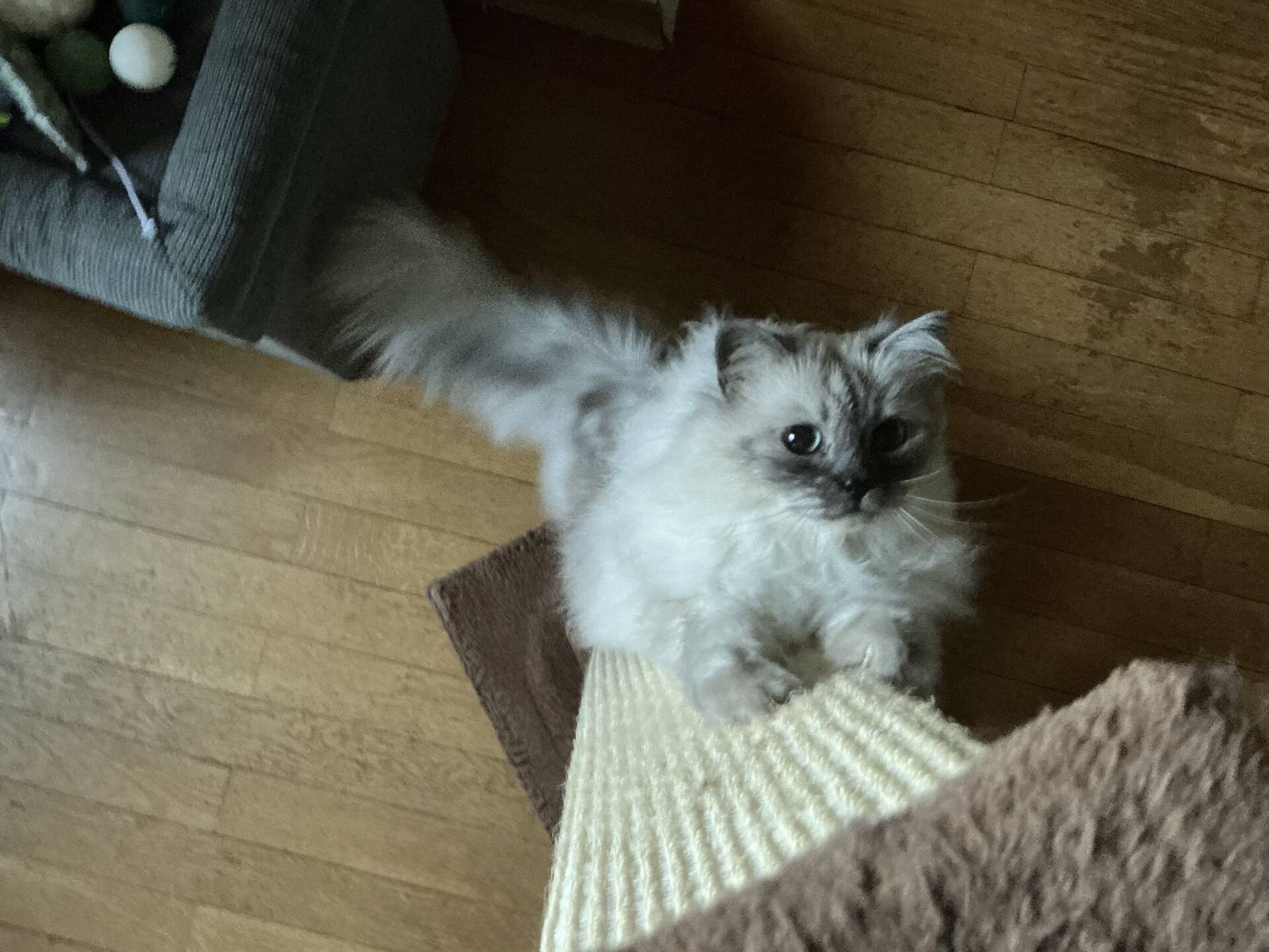 Cat 23