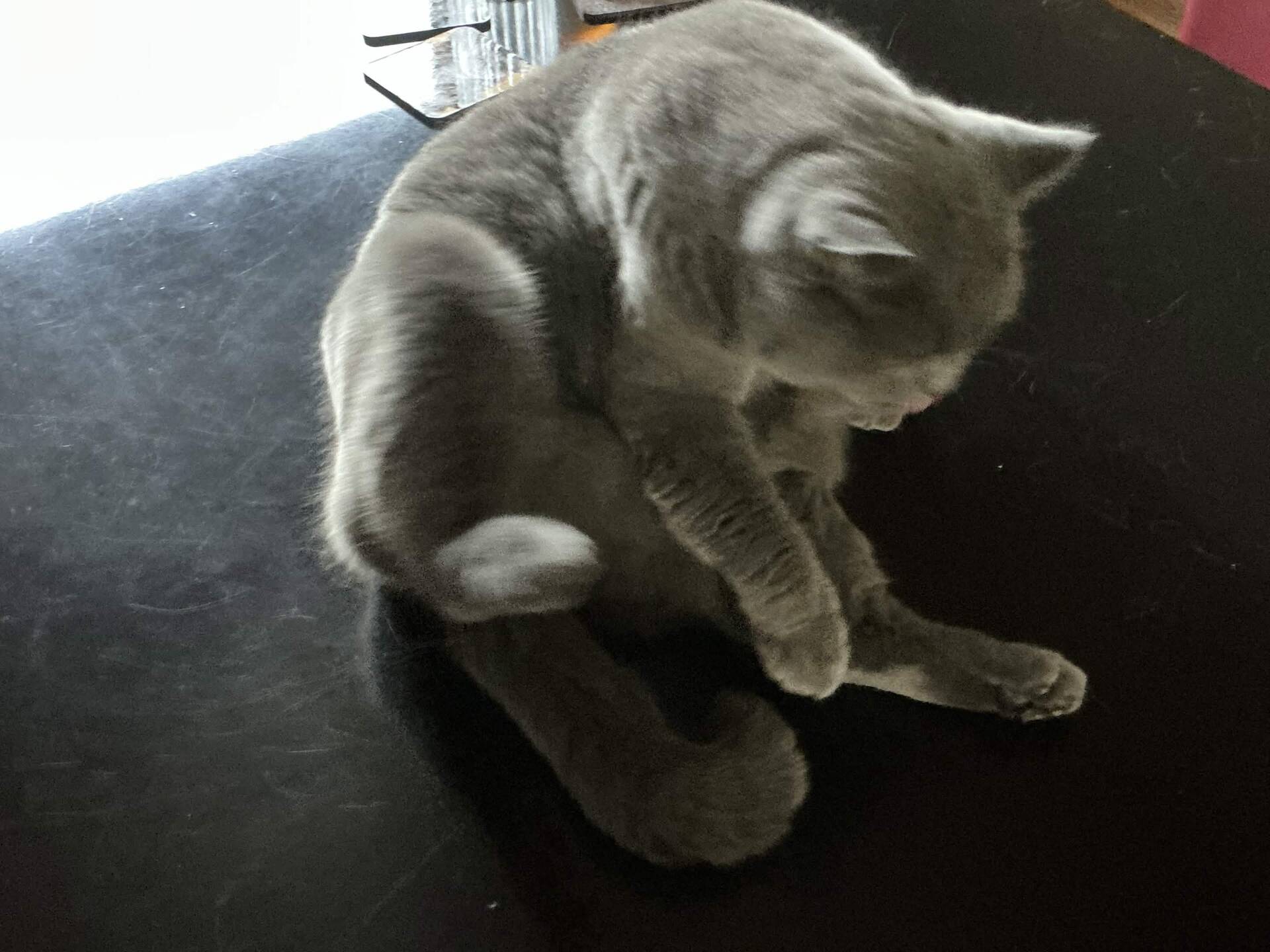 Cat 24