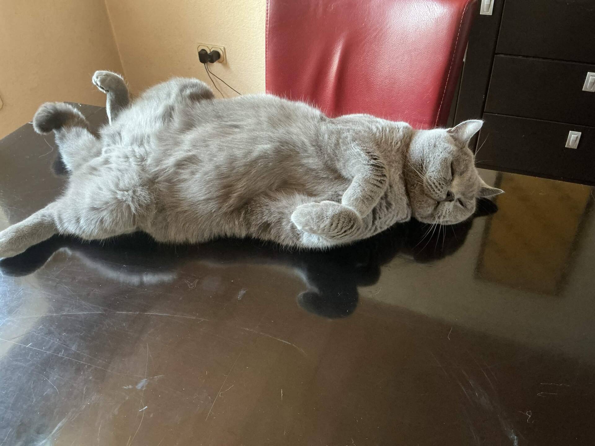 Cat 26