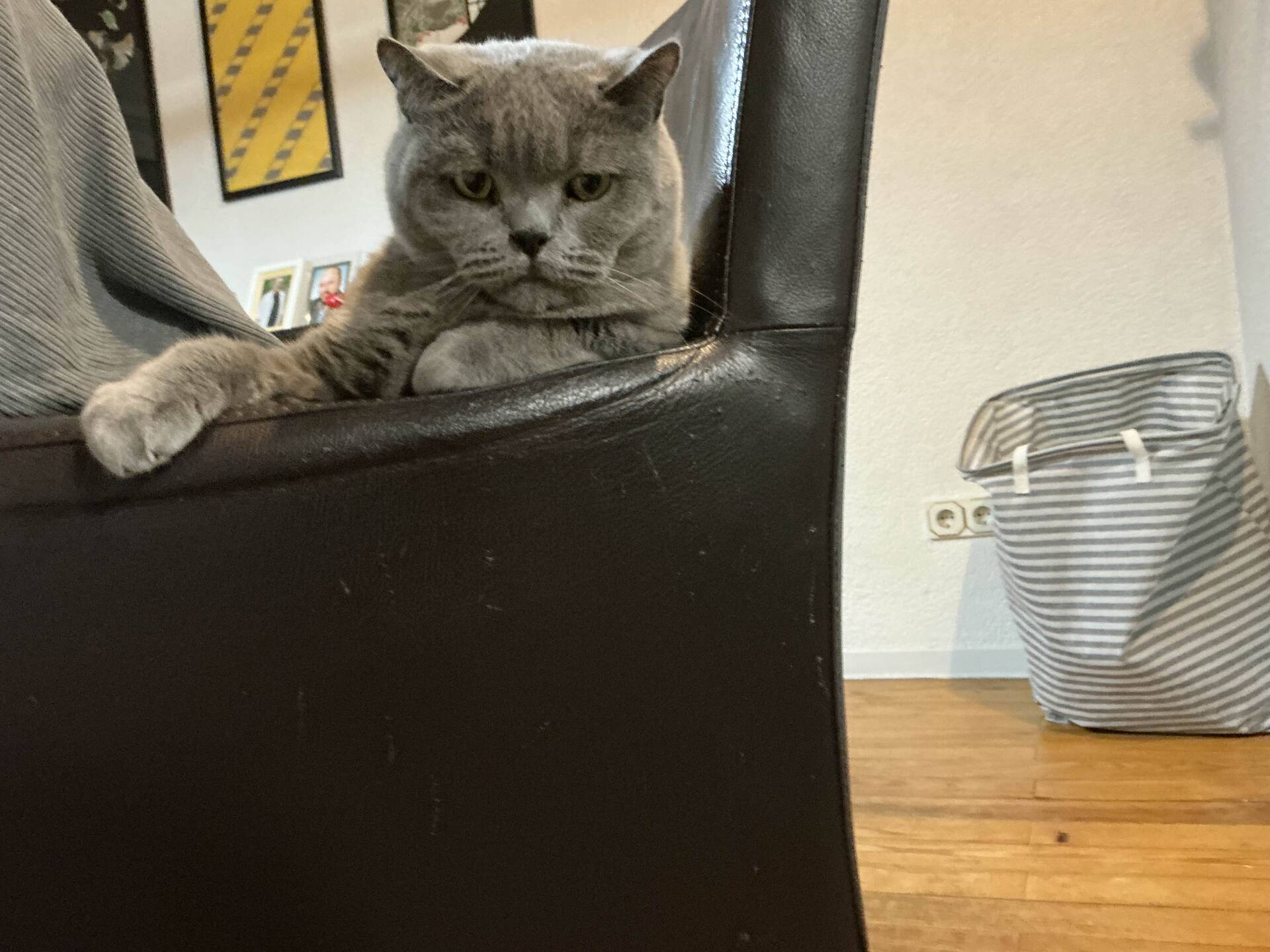 Cat 32