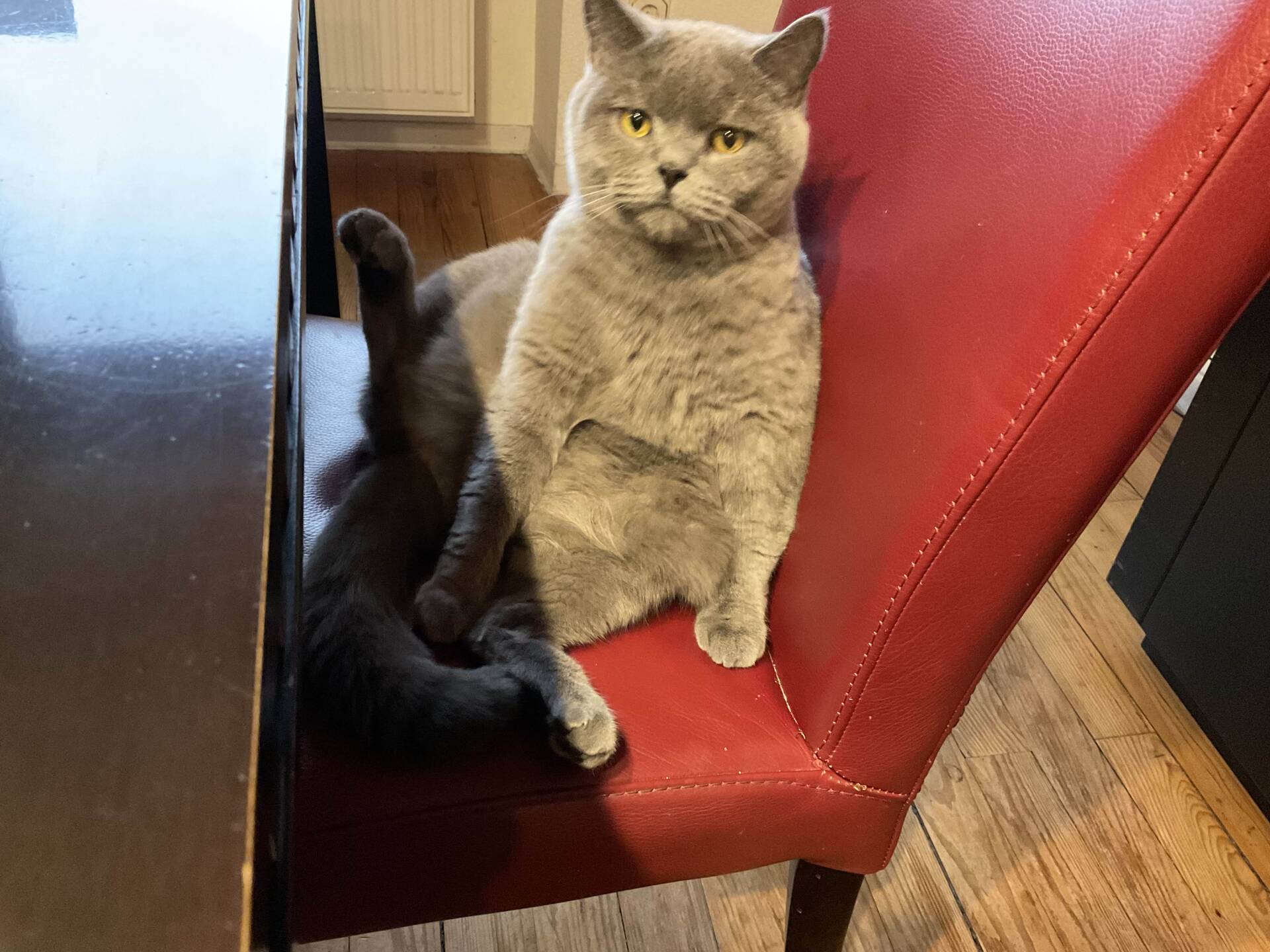 Cat 33