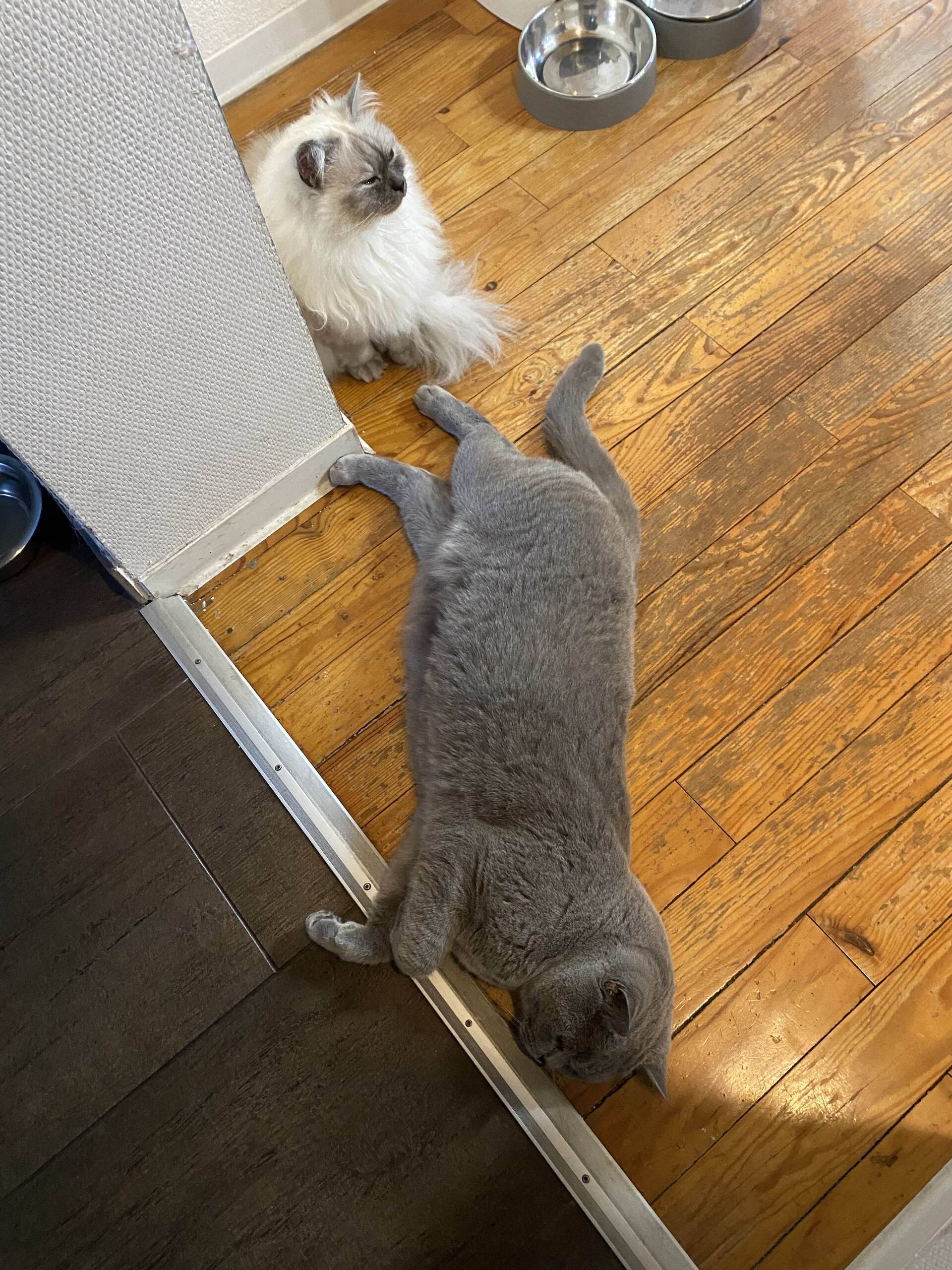 Cat 37