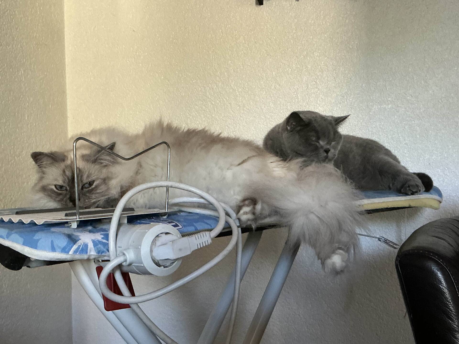 Cat 38