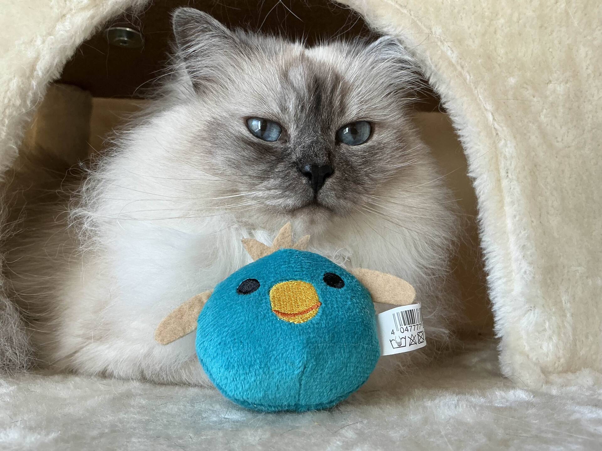 Cat 40