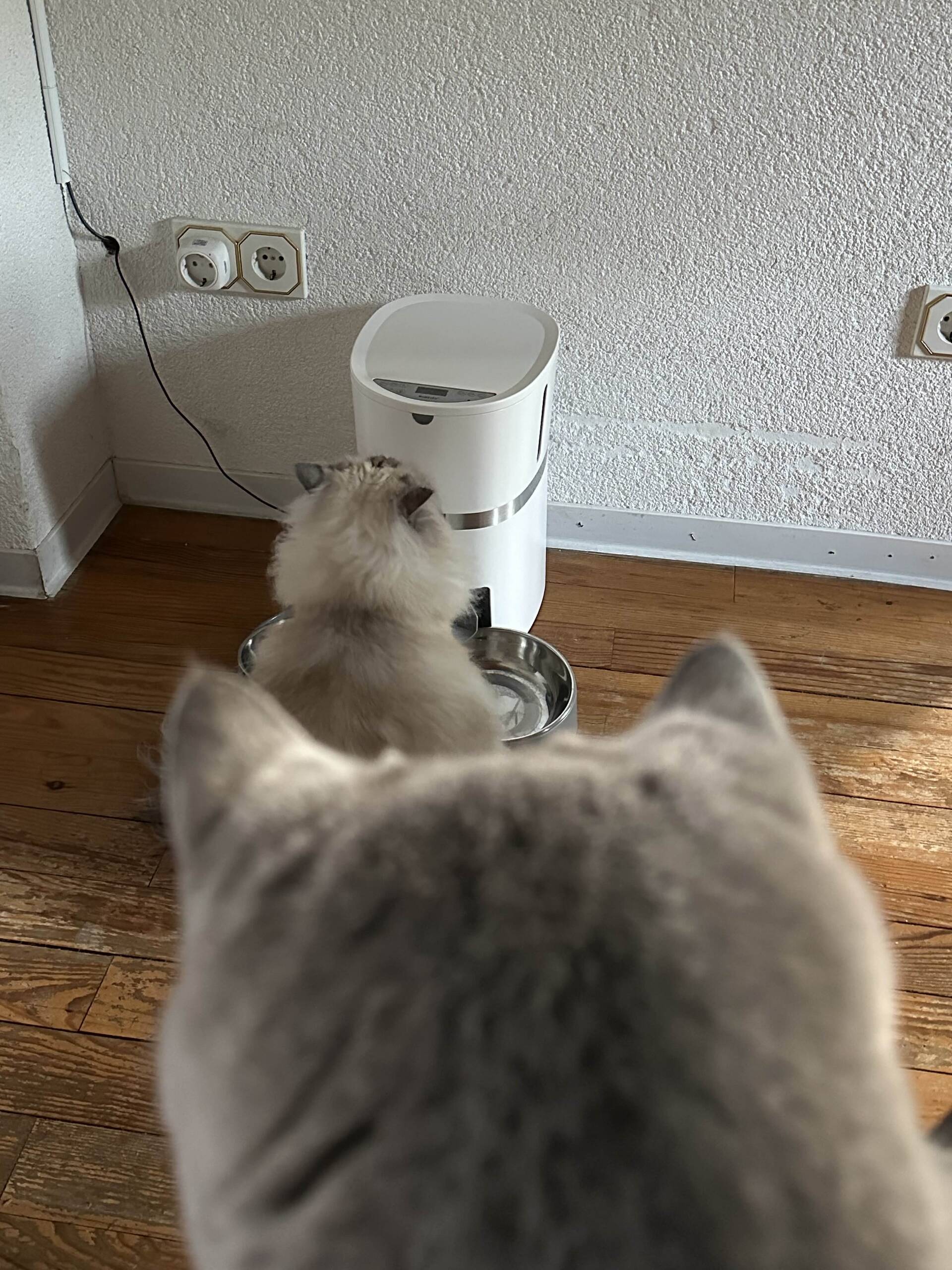 Cat 45