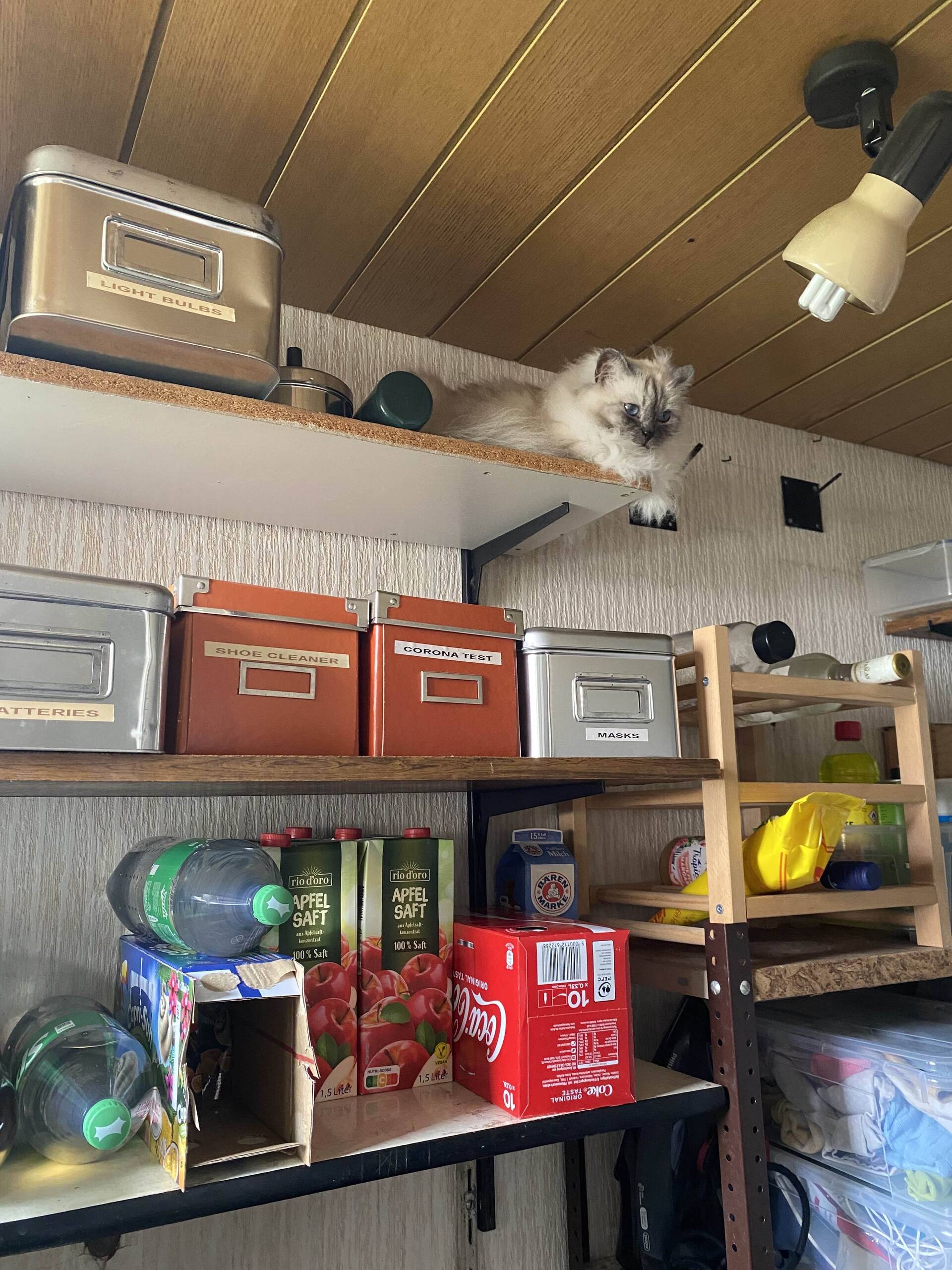 Cat 48
