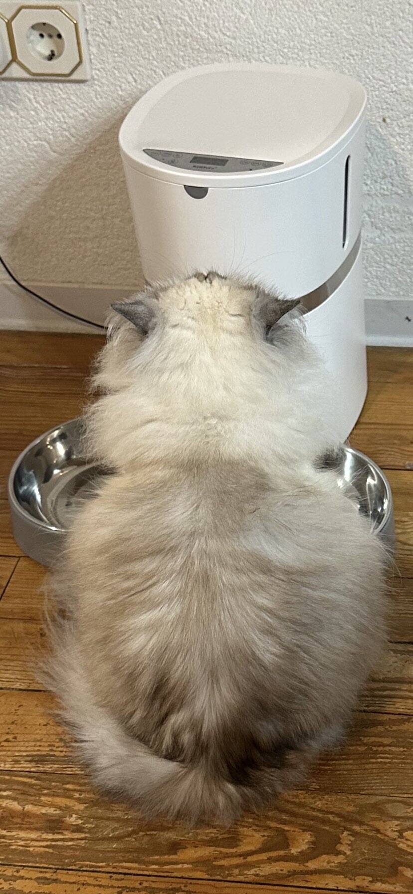 Cat 49