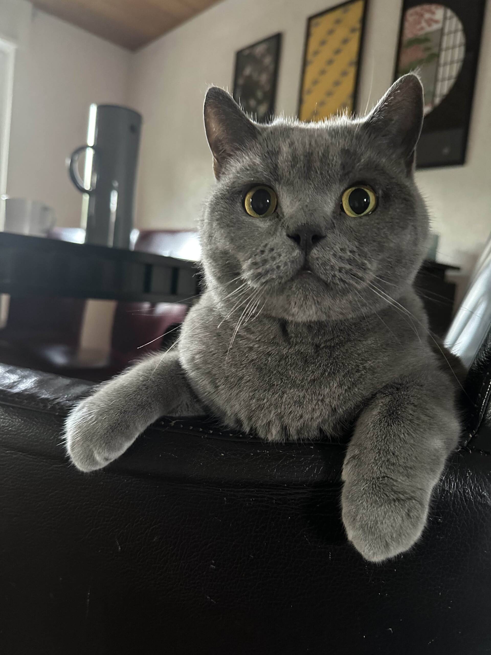 Cat 52
