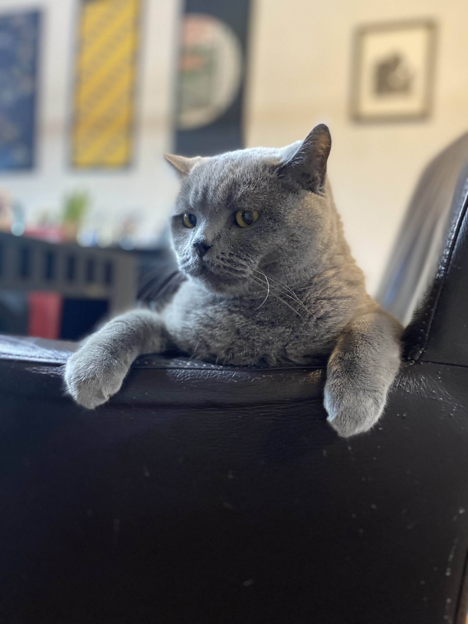Cat 55