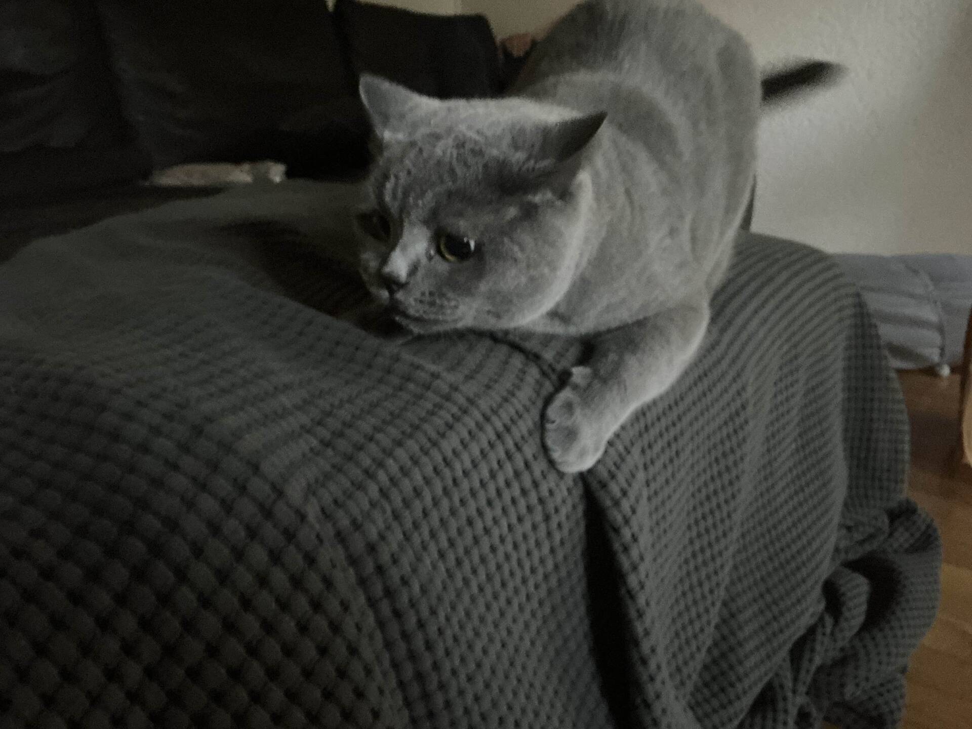 Cat 56