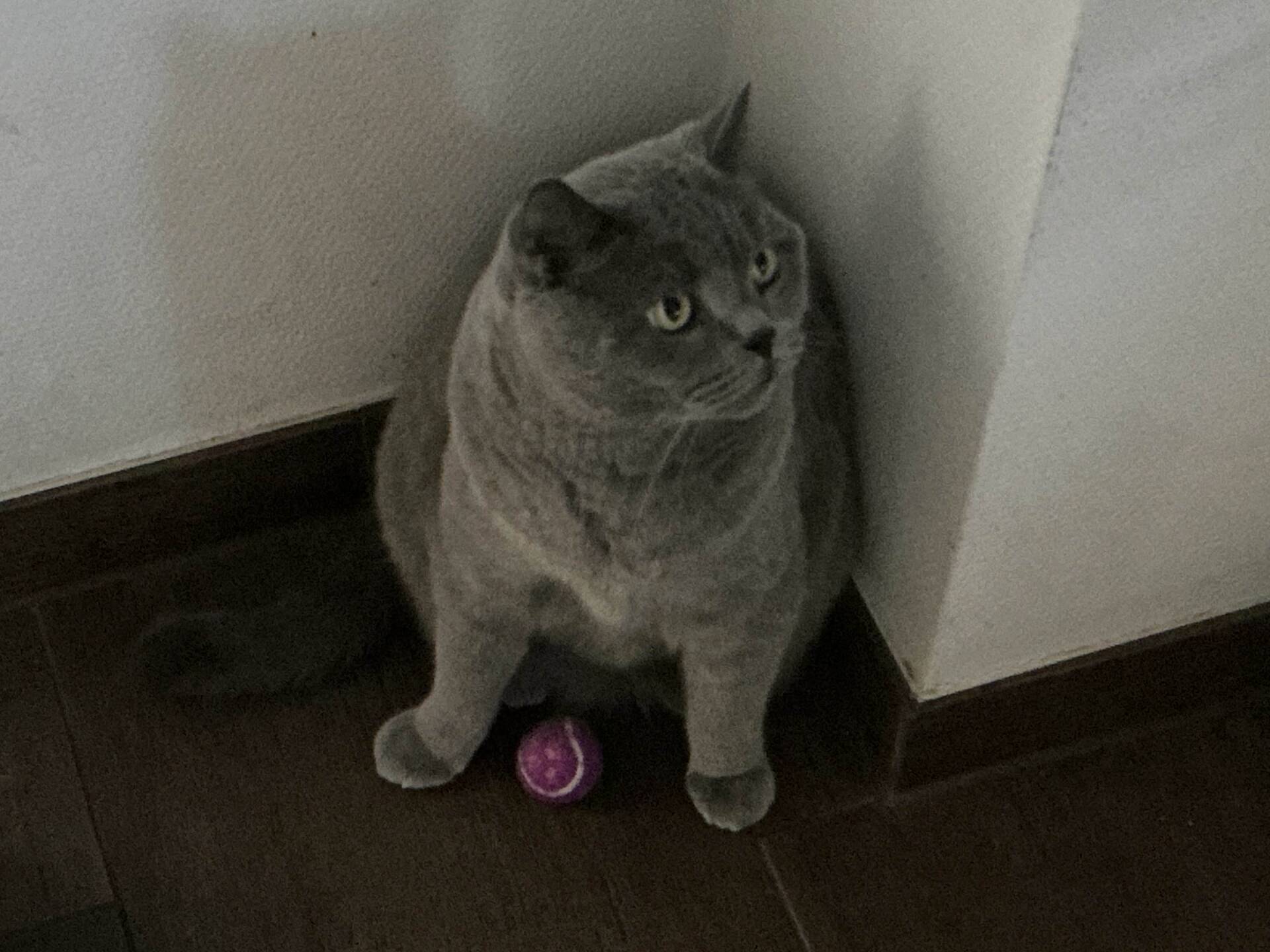 Cat 59