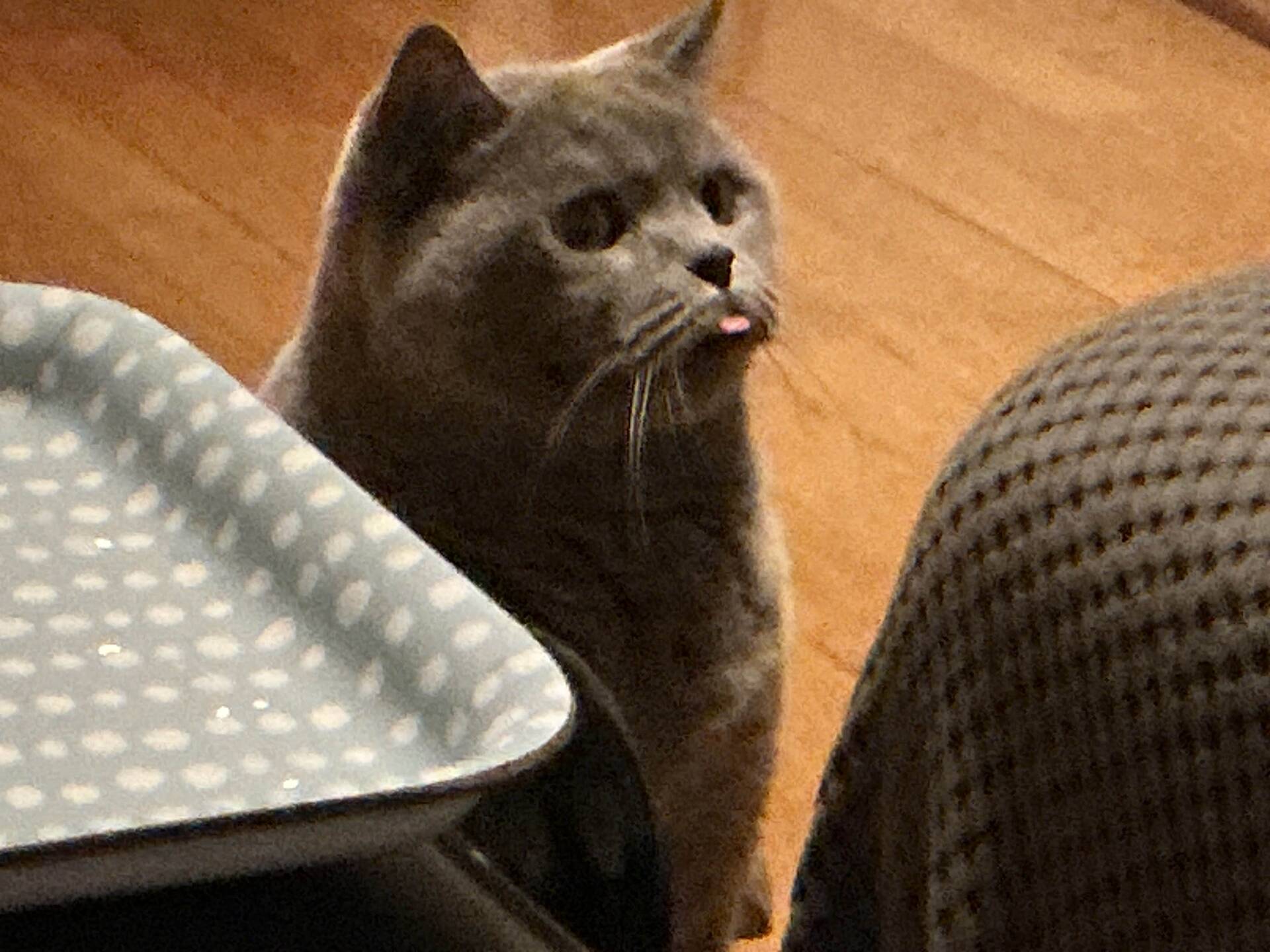 Cat 61