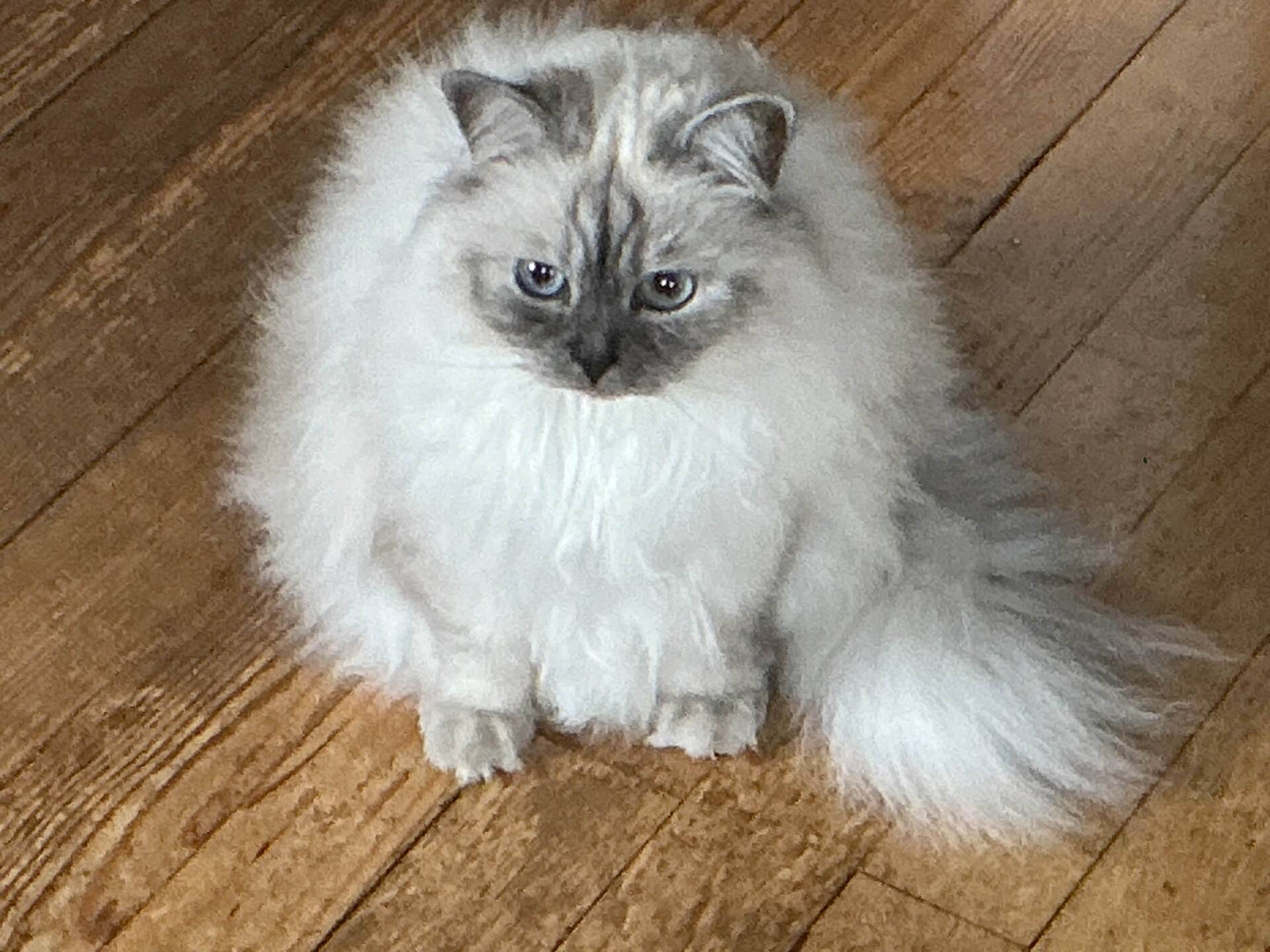 Cat 67