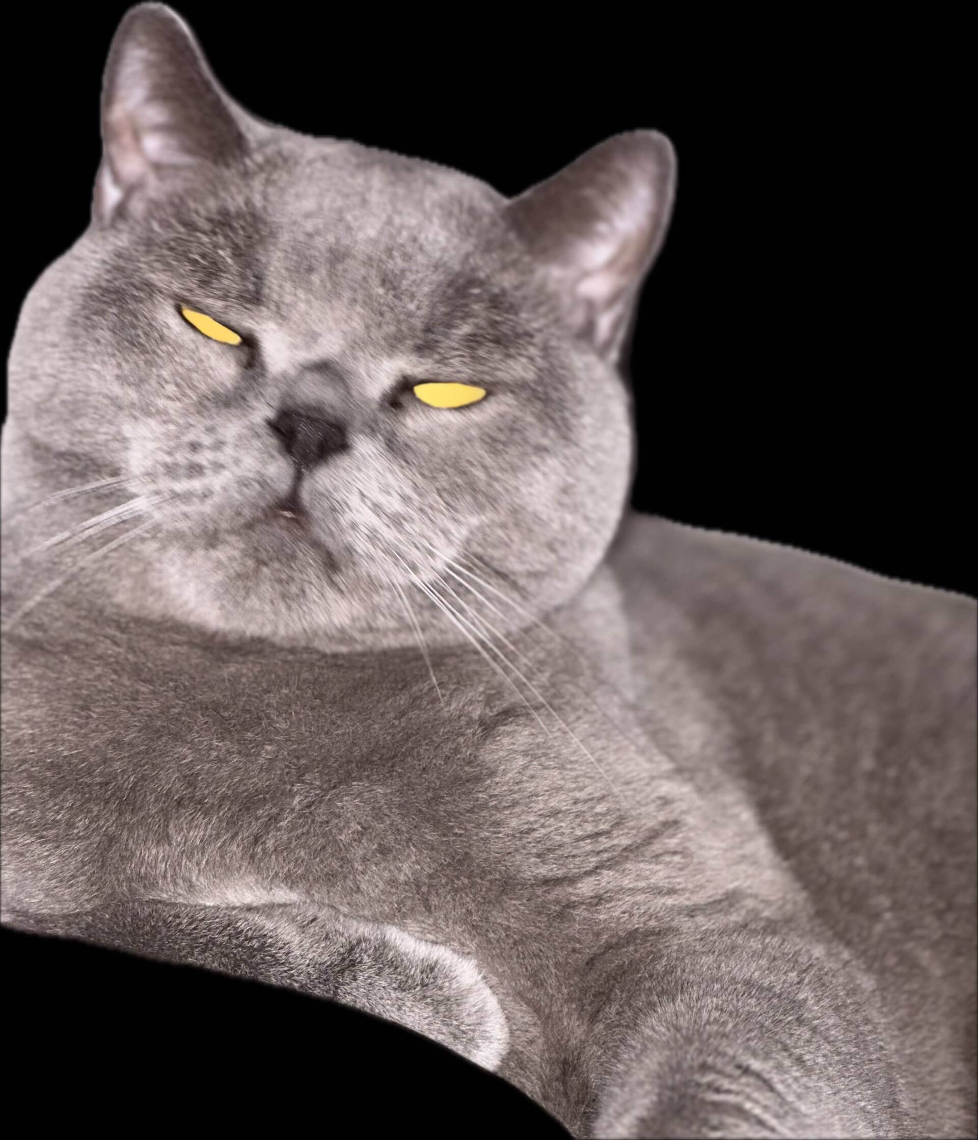 Cat 68
